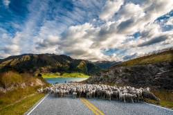Sheeps_New_Zealand_photo